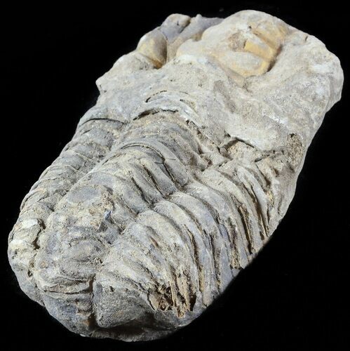 Calymene Trilobite From Morocco - Large Size #49657